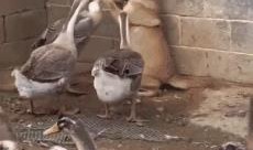 娱乐吃瓜鹅鸭视频下载,鹅鸭视频下载攻略，轻松获取热门娱乐内容